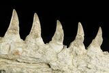 Mosasaur (Eremiasaurus?) Jaw with Seven Teeth - Morocco #259674-3